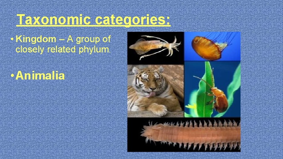 Taxonomic categories: • Kingdom – A group of closely related phylum. • Animalia 