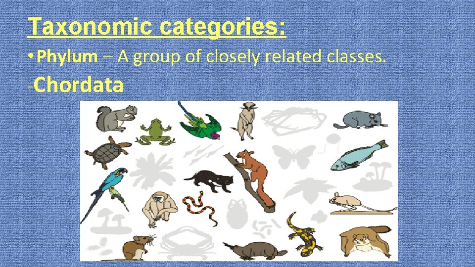 Taxonomic categories: • Phylum – A group of closely related classes. -Chordata 