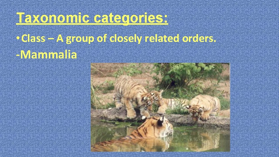 Taxonomic categories: • Class – A group of closely related orders. -Mammalia 