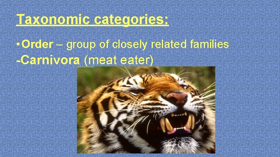 Taxonomic categories: • Order – group of closely related families -Carnivora (meat eater) 