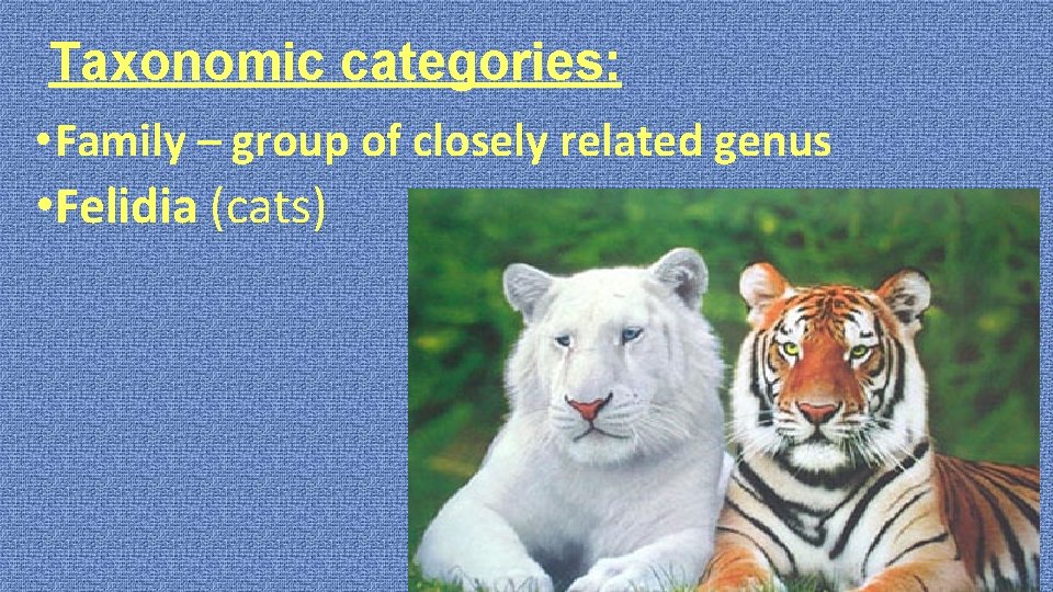 Taxonomic categories: • Family – group of closely related genus • Felidia (cats) 
