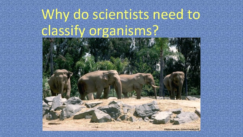 Why do scientists need to classify organisms? 