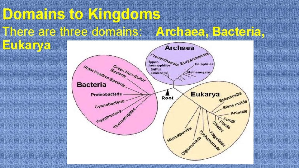 Domains to Kingdoms There are three domains: Eukarya Archaea, Bacteria, 