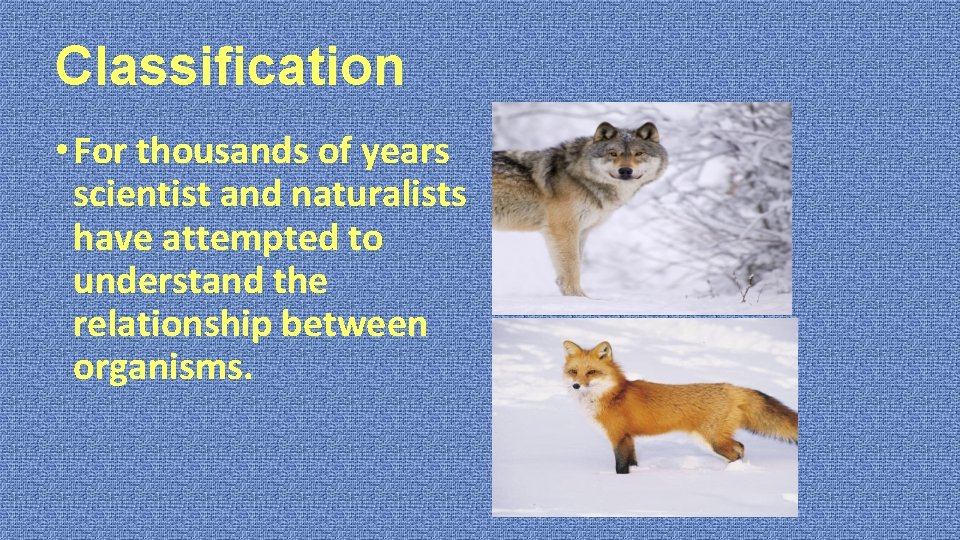 Classification • For thousands of years scientist and naturalists have attempted to understand the