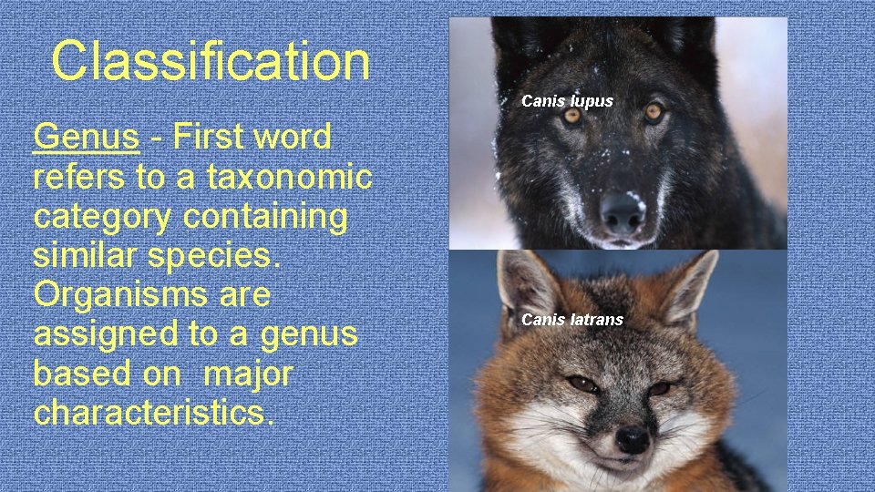 Classification Canis lupus Genus - First word refers to a taxonomic category containing similar