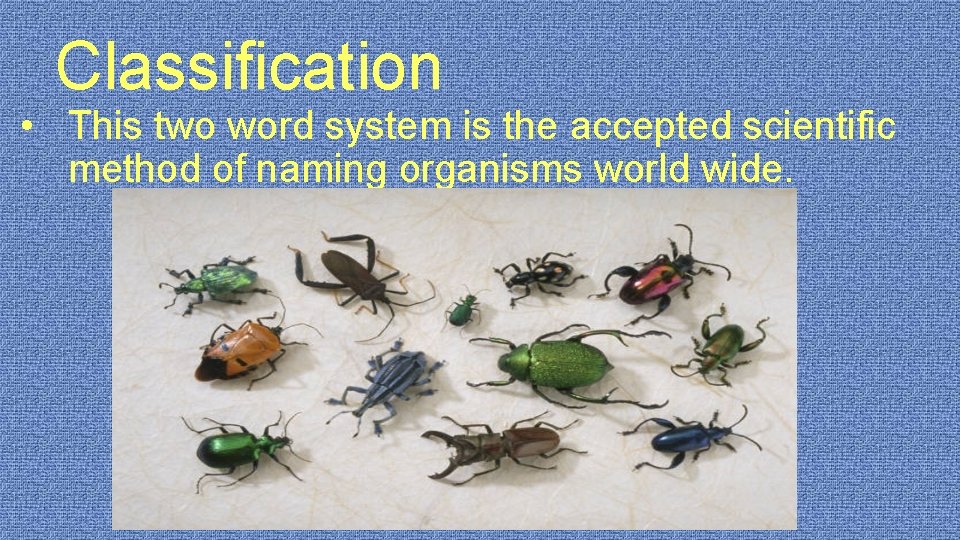 Classification • This two word system is the accepted scientific method of naming organisms