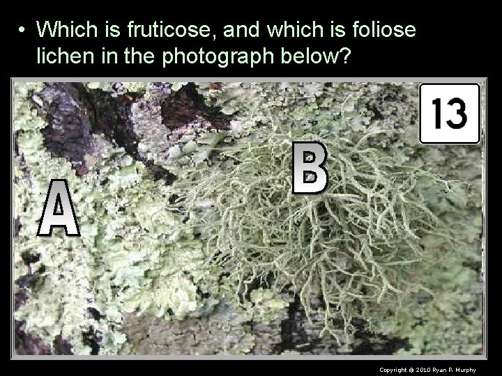  • Which is fruticose, and which is foliose lichen in the photograph below?
