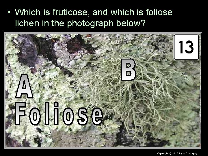  • Which is fruticose, and which is foliose lichen in the photograph below?