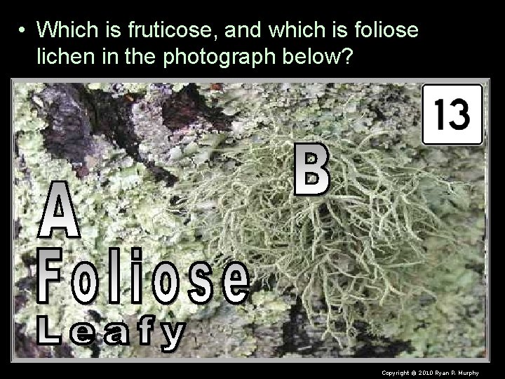  • Which is fruticose, and which is foliose lichen in the photograph below?