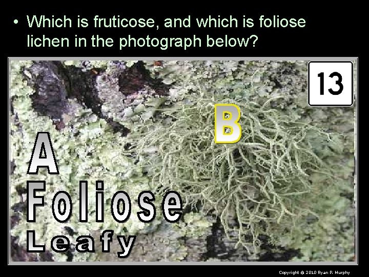  • Which is fruticose, and which is foliose lichen in the photograph below?