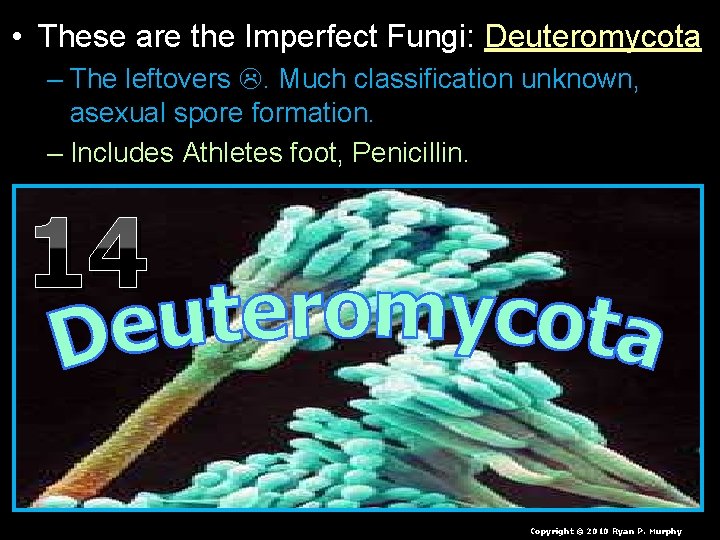  • These are the Imperfect Fungi: Deuteromycota – The leftovers . Much classification