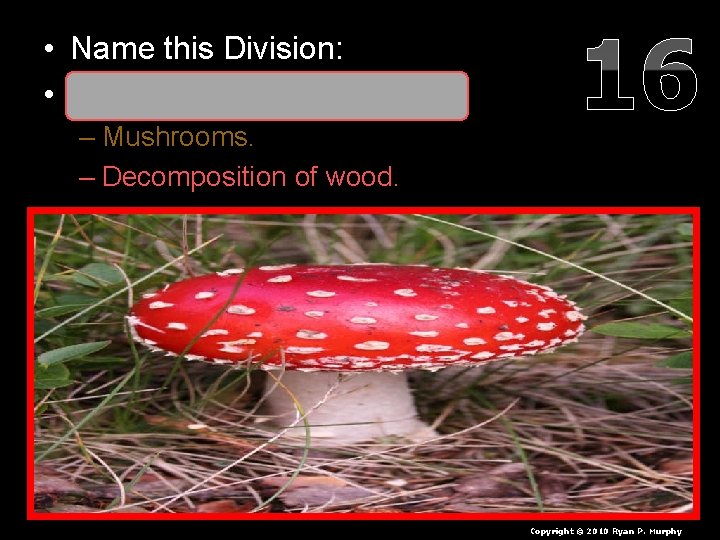  • Name this Division: • Basidiomycota / Club Fungi – Mushrooms. – Decomposition