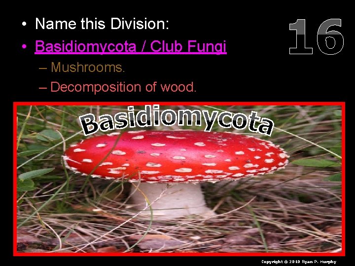  • Name this Division: • Basidiomycota / Club Fungi – Mushrooms. – Decomposition