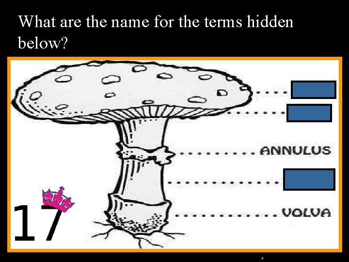 What are the name for the terms hidden below? n. Copyright © 2010 Ryan