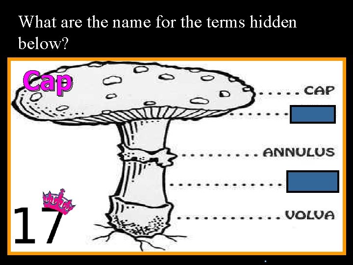 What are the name for the terms hidden below? Cap n. Copyright © 2010