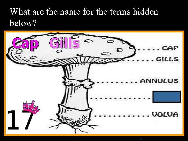 What are the name for the terms hidden below? Cap Gills n. Copyright ©