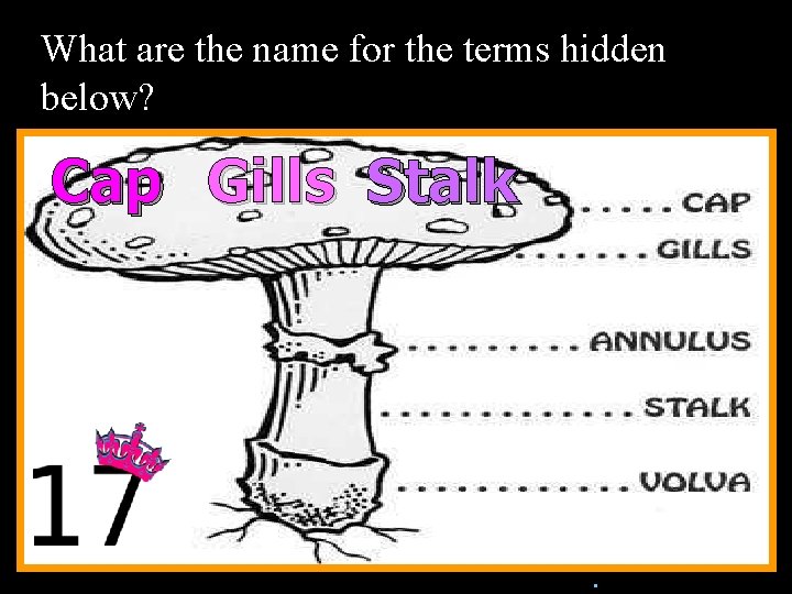 What are the name for the terms hidden below? Cap Gills Stalk n. Copyright