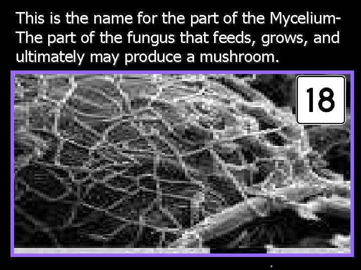 This is the name for the part of the Mycelium. The part of the