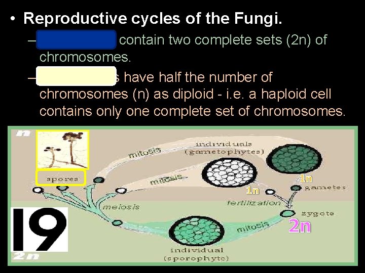  • Reproductive cycles of the Fungi. – Diploid cells contain two complete sets