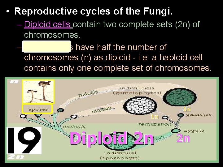  • Reproductive cycles of the Fungi. – Diploid cells contain two complete sets