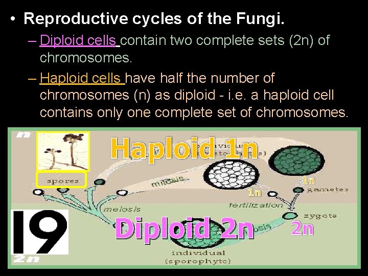  • Reproductive cycles of the Fungi. – Diploid cells contain two complete sets