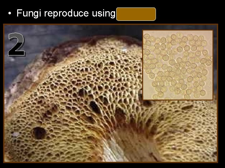  • Fungi reproduce using spores. 2 