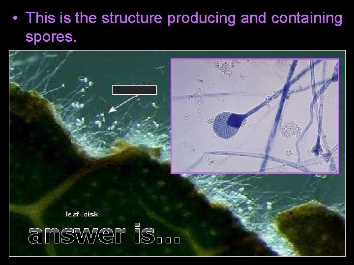  • This is the structure producing and containing spores. answer is… 