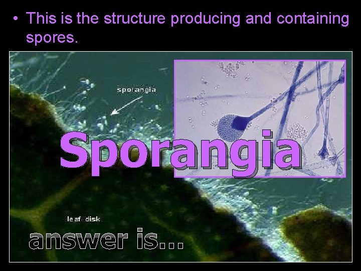  • This is the structure producing and containing spores. Sporangia answer is… 