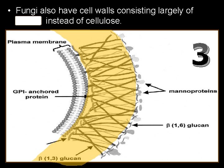  • Fungi also have cell walls consisting largely of chitin instead of cellulose.