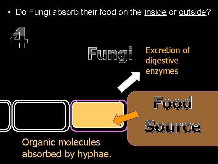  • Do Fungi absorb their food on the inside or outside? 4 Organic