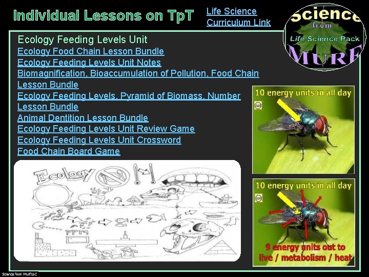 Individual Lessons on Tp. T Life Science Curriculum Link Ecology Feeding Levels Unit Ecology