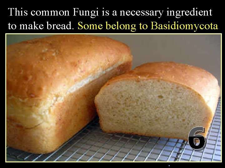 This common Fungi is a necessary ingredient to make bread. Some belong to Basidiomycota