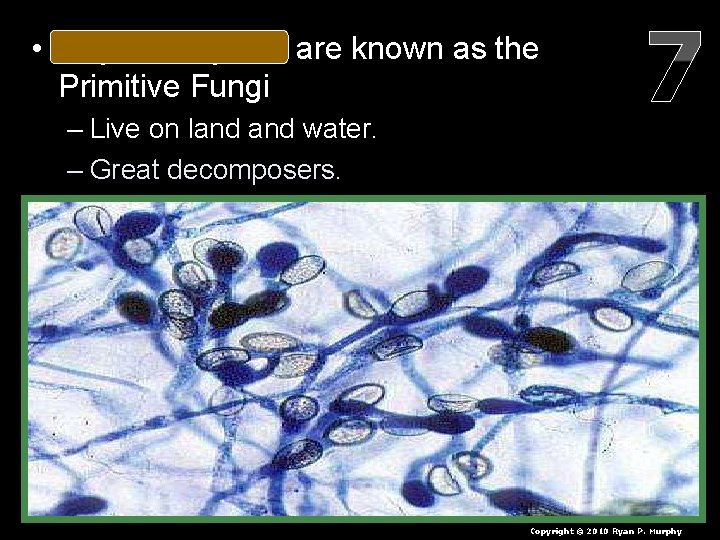  • Chytridiomycota are known as the Primitive Fungi – Live on land water.