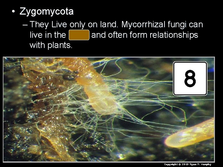  • Zygomycota – They Live only on land. Mycorrhizal fungi can live in