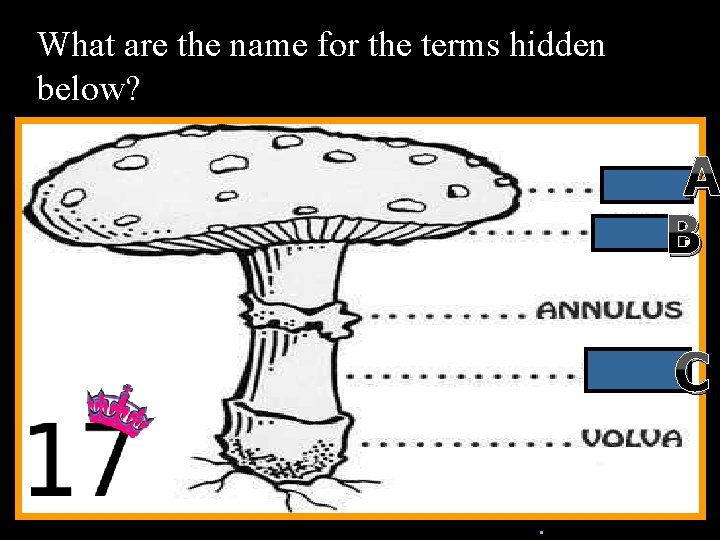 What are the name for the terms hidden below? A B C n. Copyright