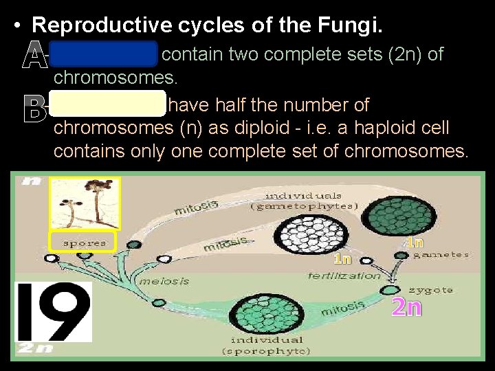  • Reproductive cycles of the Fungi. A B – Diploid cells contain two