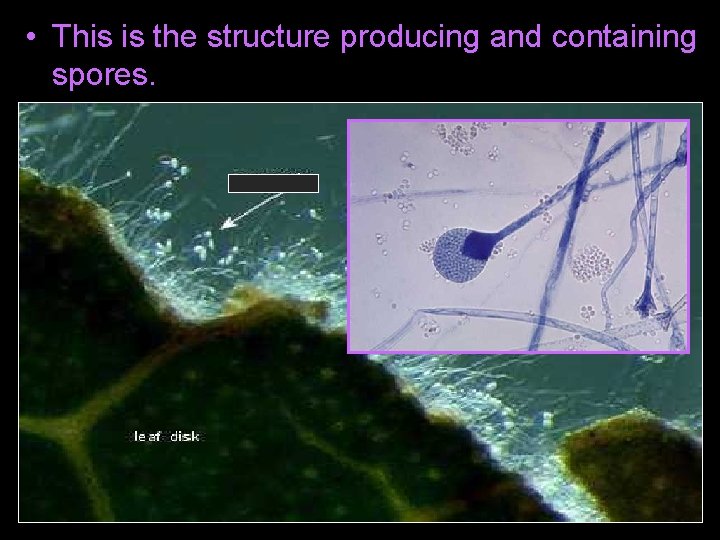  • This is the structure producing and containing spores. 