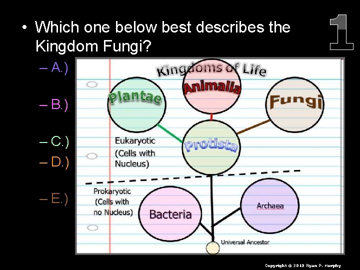  • Which one below best describes the Kingdom Fungi? – A. ) An