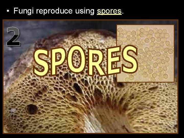  • Fungi reproduce using spores. 2 