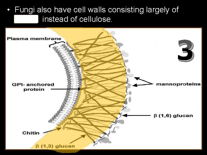  • Fungi also have cell walls consisting largely of chitin instead of cellulose.