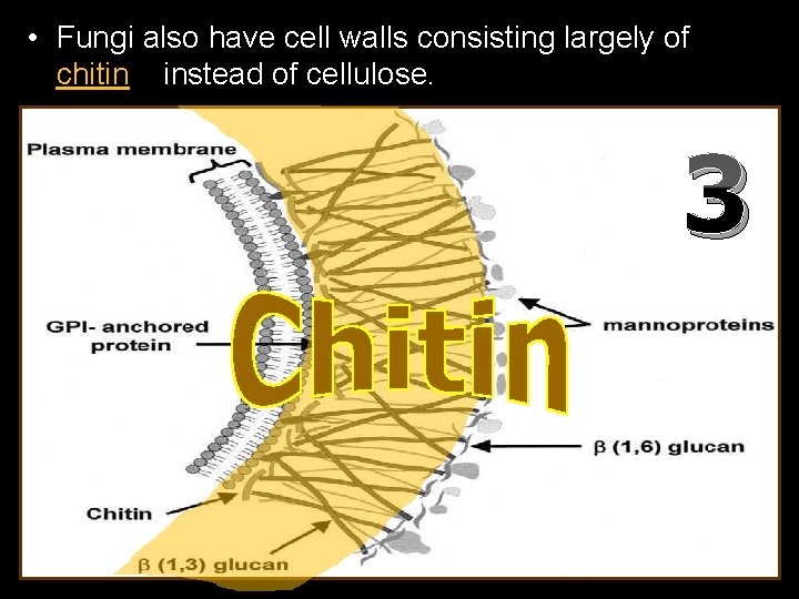  • Fungi also have cell walls consisting largely of chitin instead of cellulose.