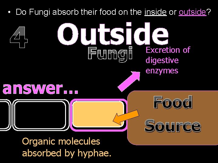  • Do Fungi absorb their food on the inside or outside? Outside 4