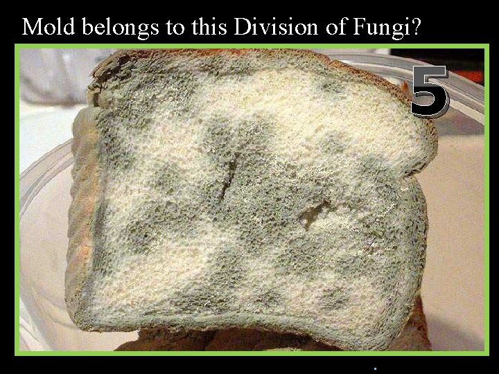 Mold belongs to this Division of Fungi? 5 n. Copyright © 2010 Ryan P.