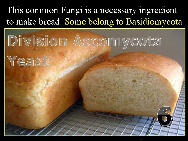 This common Fungi is a necessary ingredient to make bread. Some belong to Basidiomycota