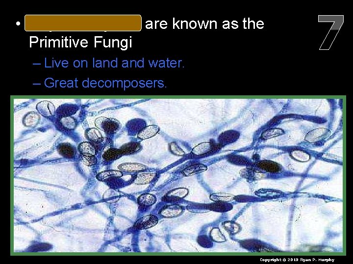  • Chytridiomycota are known as the Primitive Fungi – Live on land water.