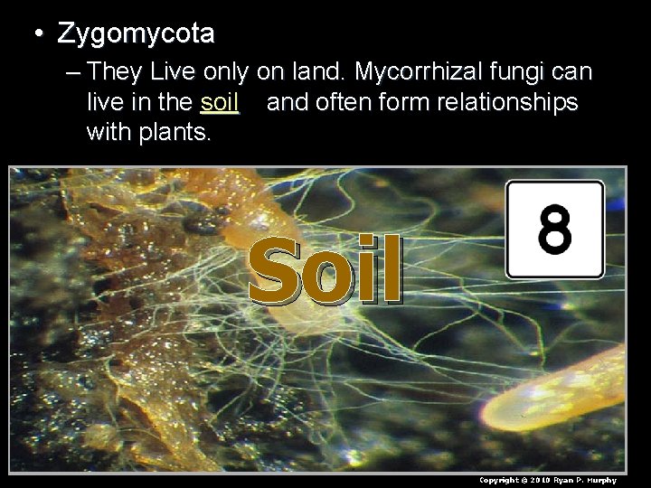  • Zygomycota – They Live only on land. Mycorrhizal fungi can live in