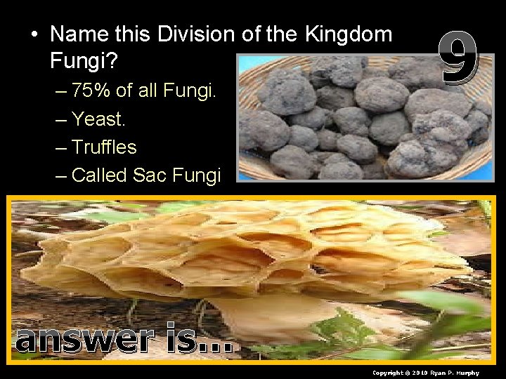  • Name this Division of the Kingdom Fungi? – 75% of all Fungi.