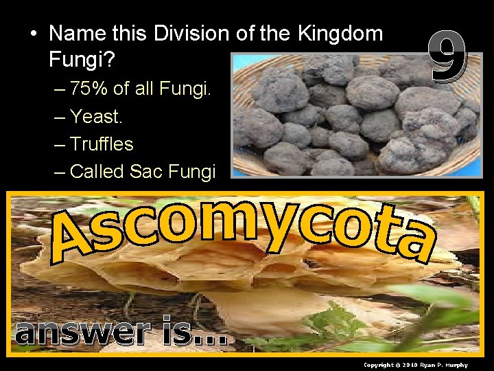  • Name this Division of the Kingdom Fungi? – 75% of all Fungi.