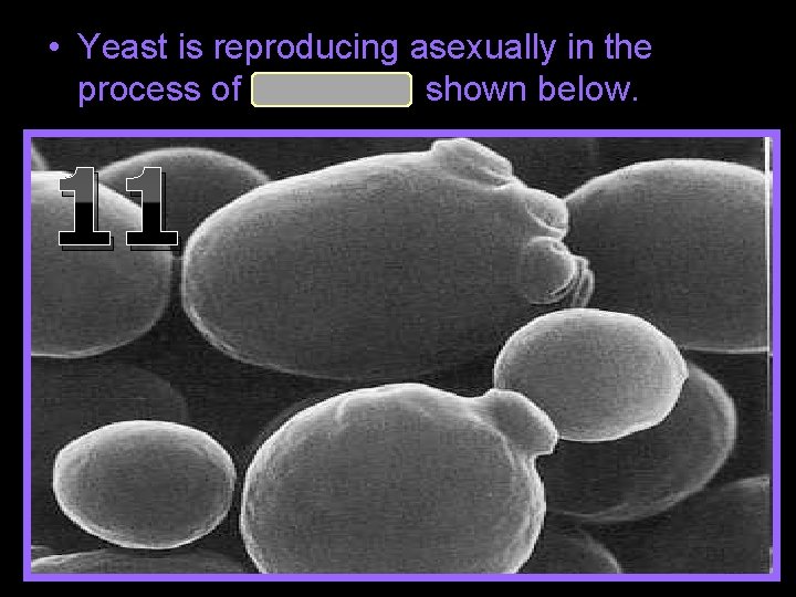  • Yeast is reproducing asexually in the process of budding shown below. 11