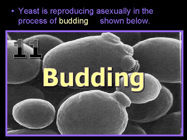  • Yeast is reproducing asexually in the process of budding shown below. 11